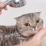 Hướng dẫn vệ sinh cho Mèo đúng cách – Thuốc đặc trị ve, rận, ghẻ ở Mèo